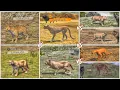 Download Lagu The Wolf -Jaguar vs Cheetah vs Puma vs Cougar vs Bobcat vs Lynx vs Bay Cat vs Snow Leopard(WIHTD-19)