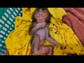 Download Lagu This cute and unfortunate newborn monkey fell asleep after having its fill of milk.