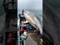 Download Lagu HUGE FISH  caught by brave fishermen🌊🐟