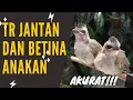 Download Lagu 6 CIRI TRUCUK JANTAN DAN BETINA YANG MASIH ANAKAN UMUR 2 MINGGU