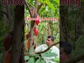 Cocoa farming in India, चॉकलेट की खेती, red color chocolate #cocoa #chocolate #Shorts