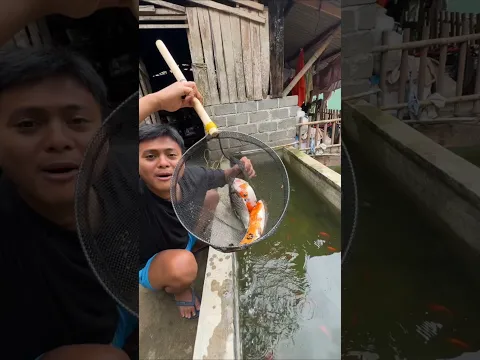 MANG UNI DAPAT IKAN KOI BANYAK