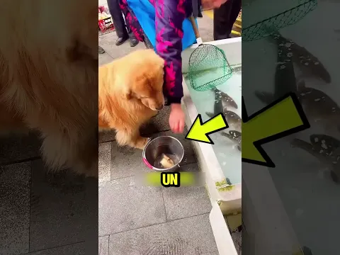 El perro que salvaba peces en secreto 🐶🐟 #youtubeshorts