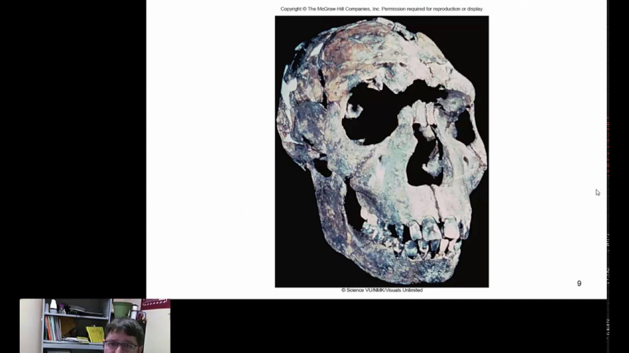 Hominid Evolution