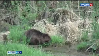 В Омске сняли, как бобры строят плотину
