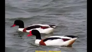 اصوات بط الصيني الشهرمان 