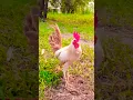 Download Lagu white gold #rooster #chicken #ayam
