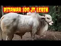 Download Lagu WOW FANTASTIS‼️MONSTER KEMBANG TURI💥💥💥