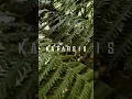 Download Lagu Katarsis.