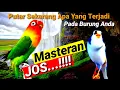 Download Lagu masteran kenari vs lovebird FIGHTER pilihan bikin lovebird dan kenari terpancing bunyi