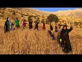 Download Lagu Wheat harvesting in Traditional way, Nomadic life