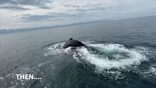 Amazing Whale Experience – Banderas Bay