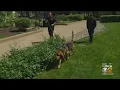 New Scent Kit Developed To Help Dogs Track People Quicker
