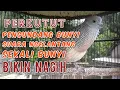 Perkutut lokal gacor suara empuk