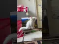 Download Lagu #yara #dubbingcomedy #comedydub #cat #pets #catshorts #catvideos #cats #catlovers #lifeofyara #pets