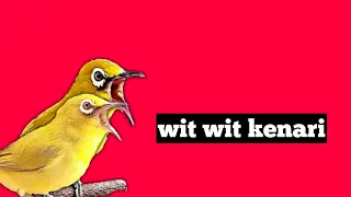 suara burung pleci gacor