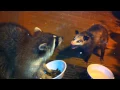 Download Lagu Raccoon vs. Possum