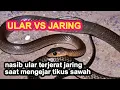 Download Lagu ular vs ular pemangsa tikus alami || hama tikus sawah