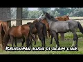 Download Lagu DOKUMENTER KEHIDUPAN KUDA DI HABITAT ASLINYA ALAM LIAR