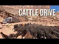 LONG Cattle Drive Through Desert