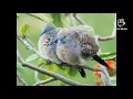 Bato bato - Corokongho Zebra Dove Bird Sounds