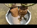Planting Costco Fragrant Roses Collection How to Plant Roses Bought From Costco Wholesale Store