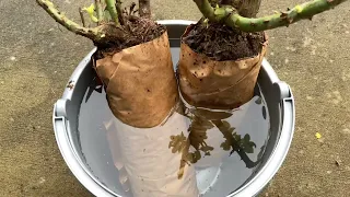 Planting Costco Fragrant Roses Collection How to Plant Roses Bought From Costco Wholesale Store