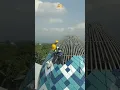 Download Lagu Pemasangan Kubah Masjid Model Pinang Diameter 5 m Di Kediri #shorts