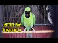 Download Lagu Gacor emosi isian TENGKEK Buto - Pancingan cucak ijo isian tengkek