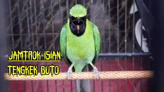 Download Gacor emosi isian TENGKEK Buto - Pancingan cucak ijo isian tengkek MP3