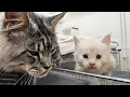 Dad Cat Meets His Kittens