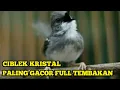 Download Lagu CIBLEK KRISTAL GACOR DOR