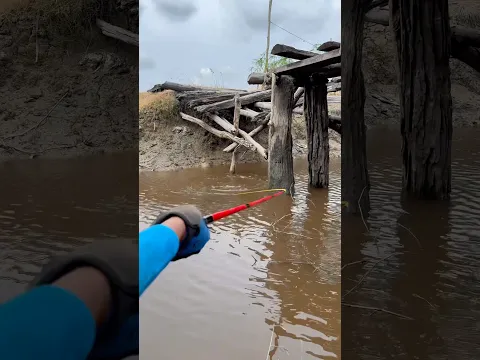 Ini peluang emasnya pemancing #senargapuk #fishing #mancing