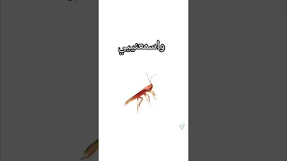 حبيبي قمر على ريق النوم    دندنها