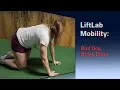 Bird Dog Breakdown