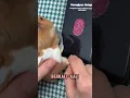 Download Lagu Touch ID Buat Hamster?! Ini Orang Udah Gila 😭🐹