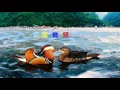 鴛鴦溪- 歌詞