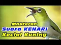 Download Lagu Masteran Kecial Kuning Suara Kenarian