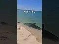 Download Lagu Watch your toes!! 🦈🐅🤯A tiger shark was spotted ON the shore. Captured by Ruthy Roo #shark #nature