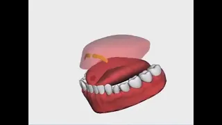 مخرج حرف الراء المفخمة ثلاثي الأبعاد 