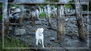 The Remnants of One of British Columbia’s Largest Industries | Chapter 4 Episode 32
