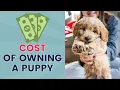 How Much Does it Cost to Own a Puppy