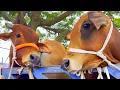 Download Lagu cow unloading, cow videos, cow video, animal, big cow, goru hamba cow, Ep- 269