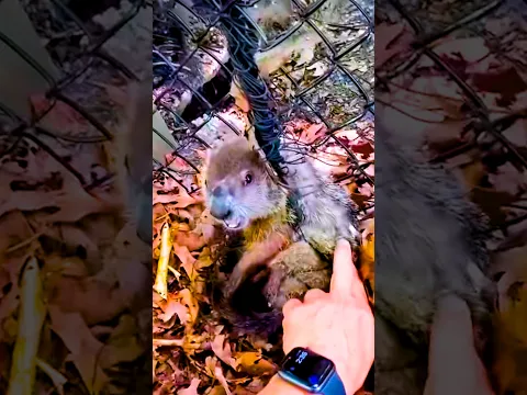 Determined rescuer won’t give up on angry groundhog ❤️🙏