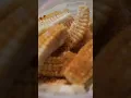 Corn Riblet Recipe