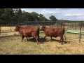 The Cattle Range Listing - 201