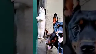 يارب مايشوفني ضحك وناسة فلة  يارب مايشوفني ضحك وناسة فلة