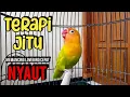 Download Lagu AWASS !! SEKALI PUTAR LANGSUNG NYAUT, Suara Lovebird NGEKEK PANJANG Cepat Bikin BUNYI