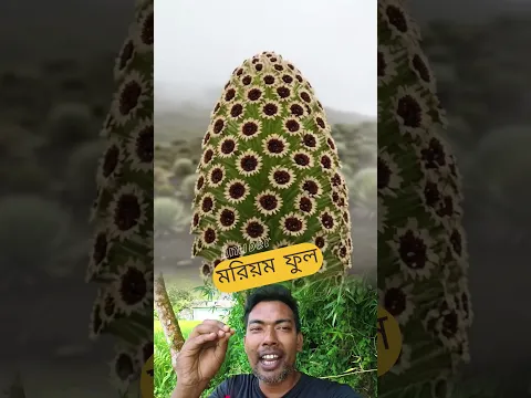 মরিয়ম ফুল🌼