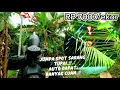 Download Lagu DI BAYAR MAHAL‼️BERBURU HAMA DI KEBUN JANDA KAYA..💥🐿